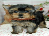 teacup yorkie